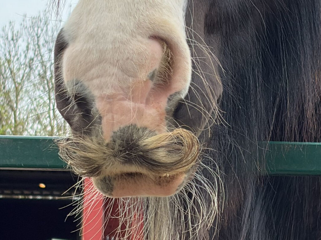 Nahaufnahme eines Pferdemauls. Es sieht so aus, als hätte das Pferd einen Schnurrbart.
