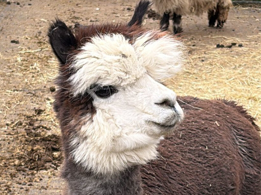 Porträtaufnahme eines wolligen Alpakas.