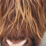 Nahaufnahme des zotteligen Kopfes eines schottischen Hochlandrindes.