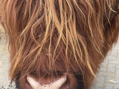 Nahaufnahme des zotteligen Kopfes eines schottischen Hochlandrindes.